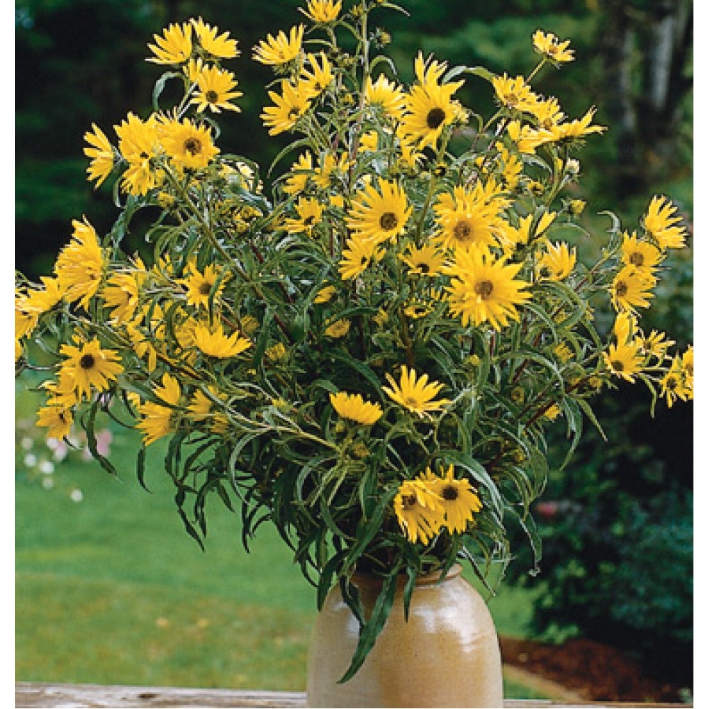 بذر گل آفتاب گردان ماکسیمیلیان بذر گل آفتاب گردان ماکسیمیلیان