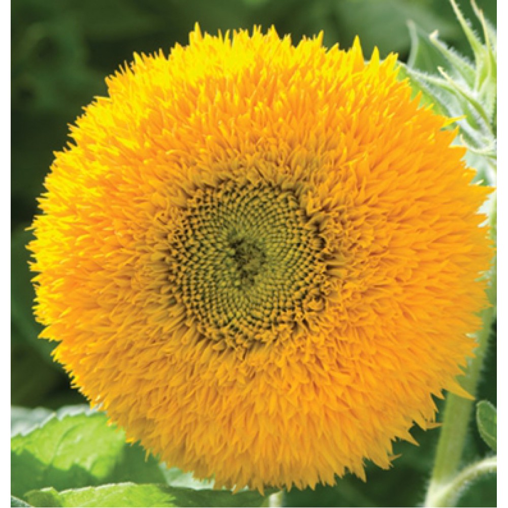 بذر گل آفتاب گردان خرس عروسکی بذر گل آفتاب گردان خرس عروسکی