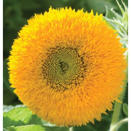 بذر گل آفتاب گردان خرس عروسکی