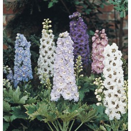 بذر گل زبان در قفا رنگ مخلوط