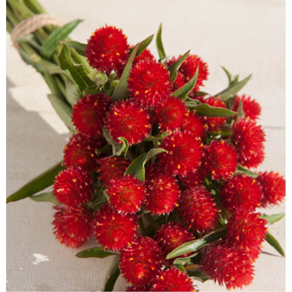 بذر گل تکمه ای مزرعه توت فرنگی بذر گل تکمه ای مزرعه توت فرنگی