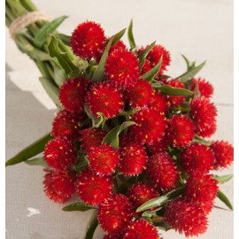 بذر گل تکمه ای مزرعه توت فرنگی