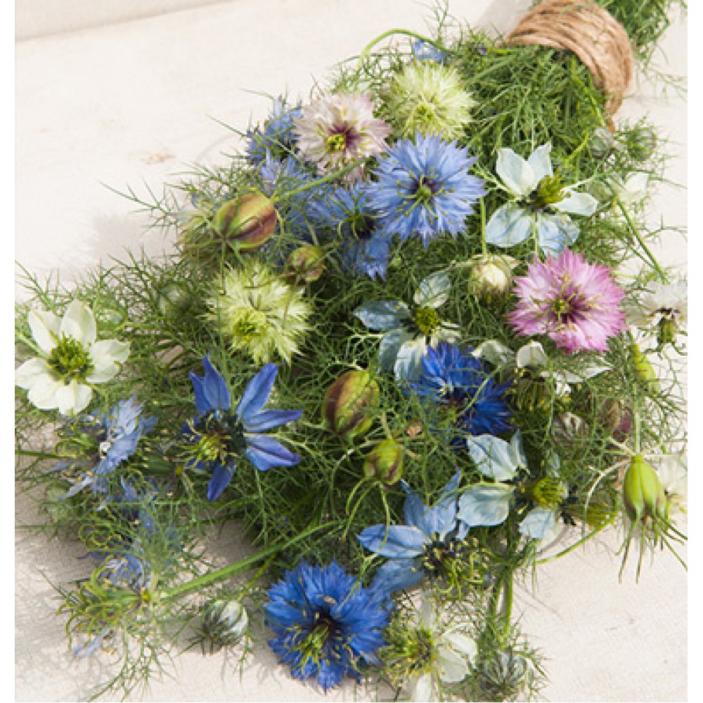 بذر گل سیاه دانه عشق در هوای مه آلود بذر گل سیاه دانه عشق در هوای مه آلود