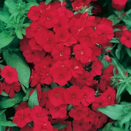 بذر گل چتری آتشین