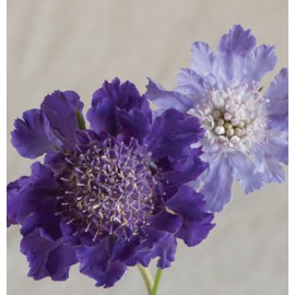 بذر گل کبوتر گود آبی