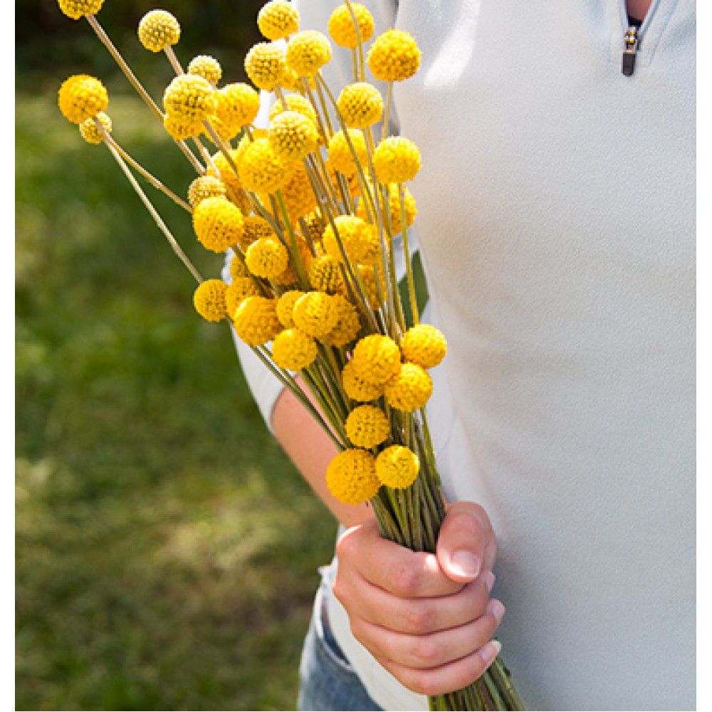 بذر گل کراسپدیا توپ خورشید ارگانیک بذر گل کراسپدیا توپ خورشید ارگانیک