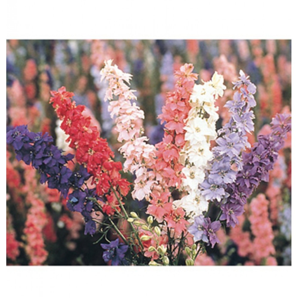 بذر گل زبان در قفا رنگ مخلوط با شکوه بذر گل زبان در قفا رنگ مخلوط با شکوه