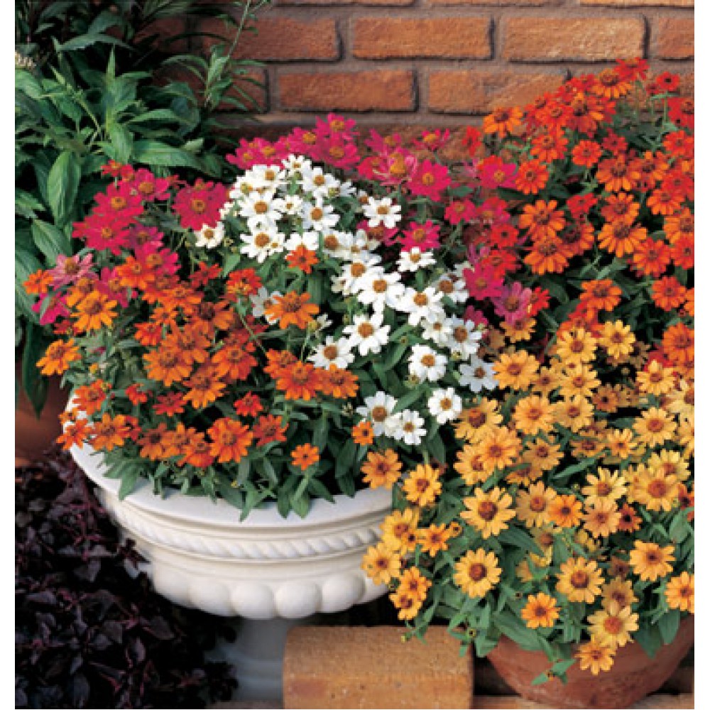 بذر گل آهار رنگ مخلوط (F1) بذر گل آهار رنگ مخلوط (F1)