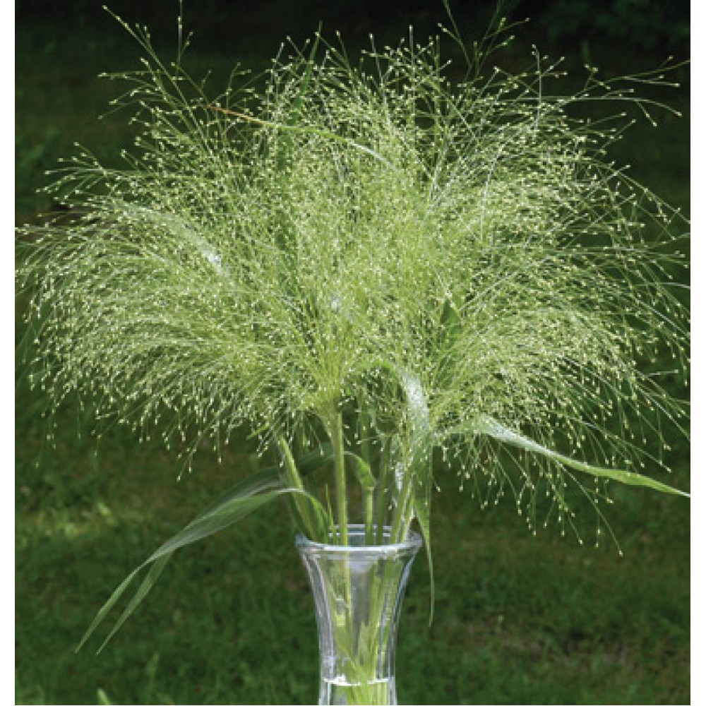 بذر چمن زینتی  بذر چمن زینتی