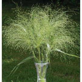 بذر چمن زینتی