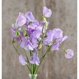 بذر گل نخود شیرین بنفش ظریف