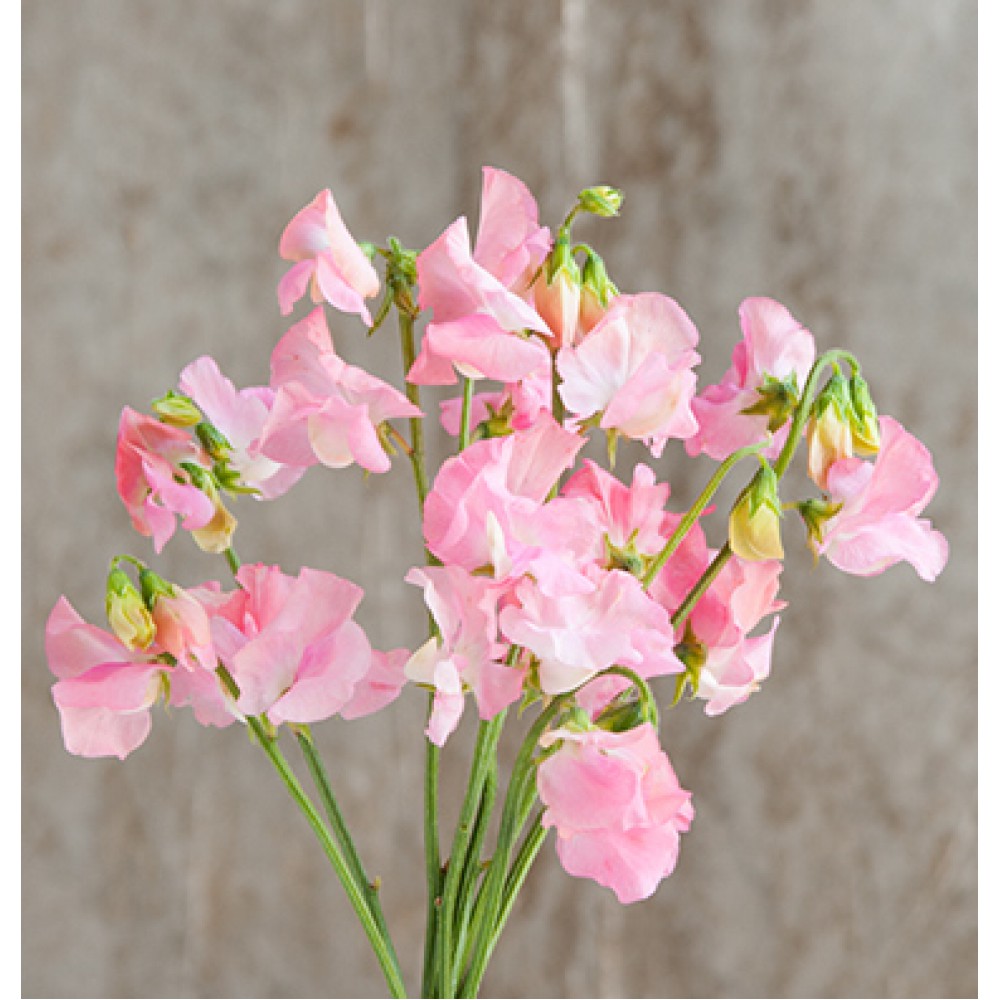 بذر گل نخود شیرین زیبای صورتی بذر گل نخود شیرین زیبای صورتی