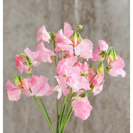 بذر گل نخود شیرین زیبای صورتی