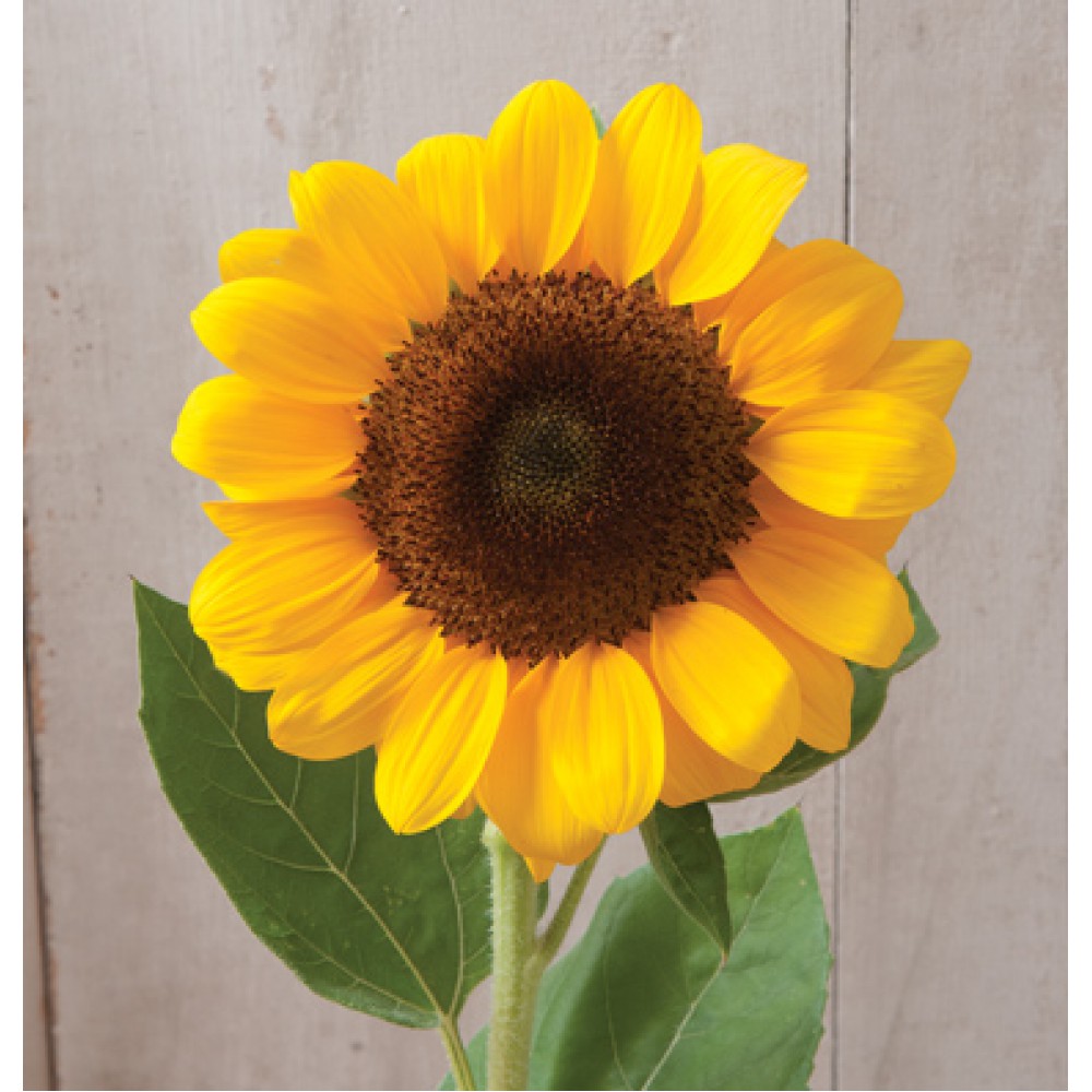 بذر گل آفتابگردان وینسنت (F1) بذر گل آفتابگردان وینسنت (F1)