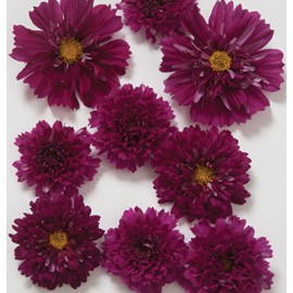 بذر گل ستاره ای