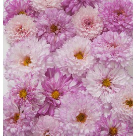 بذر گل ستاره ای دو رنگ صورتی