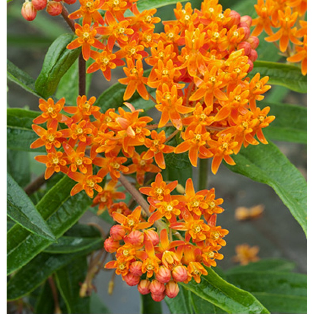 بذر گل استبرق نارنجی زرق و برق دار بذر گل استبرق نارنجی زرق و برق دار