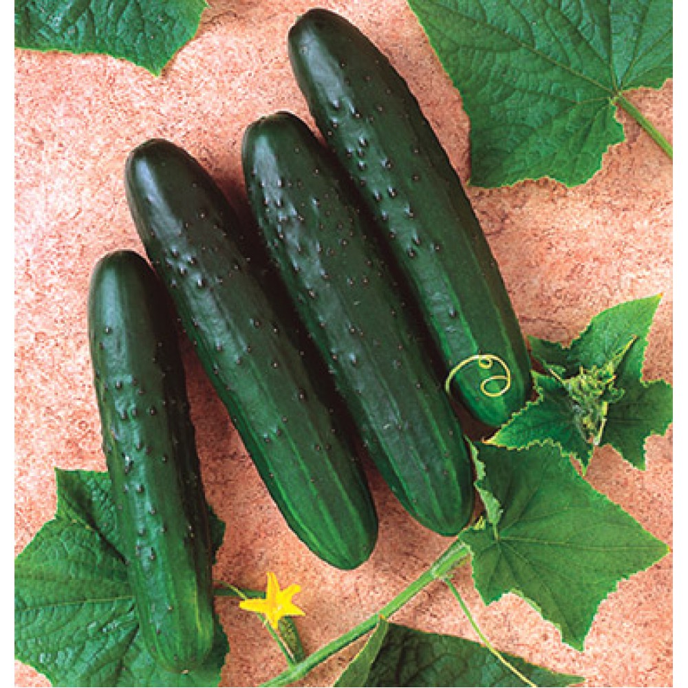 بذر خیار ژنرال لی (F1)