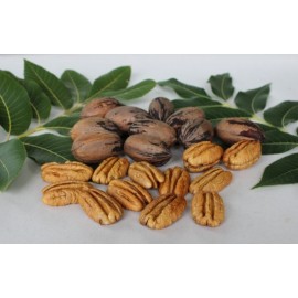 بذر گردو آمریکایی پیکان