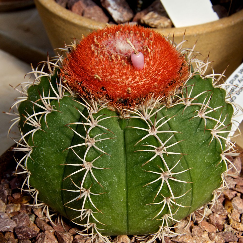 بذر ملوکاکتوس زهنتنری بذر ملوکاکتوس زهنتنری