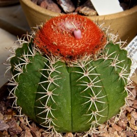 بذر ملوکاکتوس زهنتنری