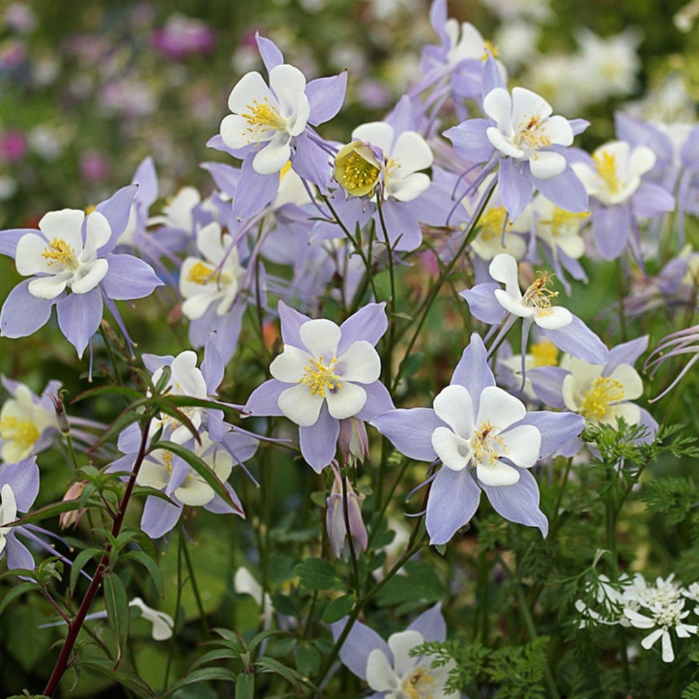 بذر گل کلمباین آلمانی