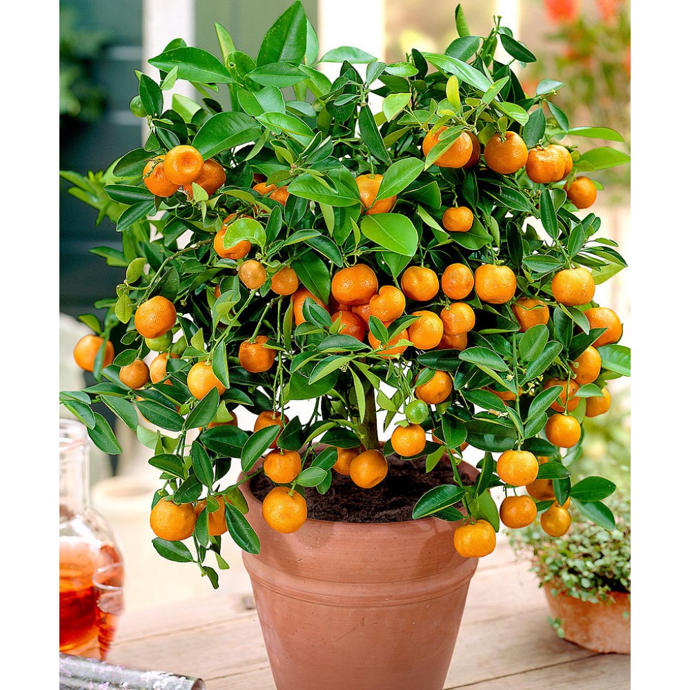 بذر نارنگی مینیاتوری بذر نارنگی مینیاتوری