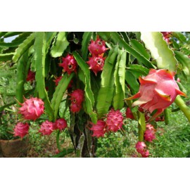 بذر میوه اژدها سفید بذر میوه اژدها سفید