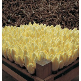 بذر کاسنی فرنگی توتم F1 ارگانیک