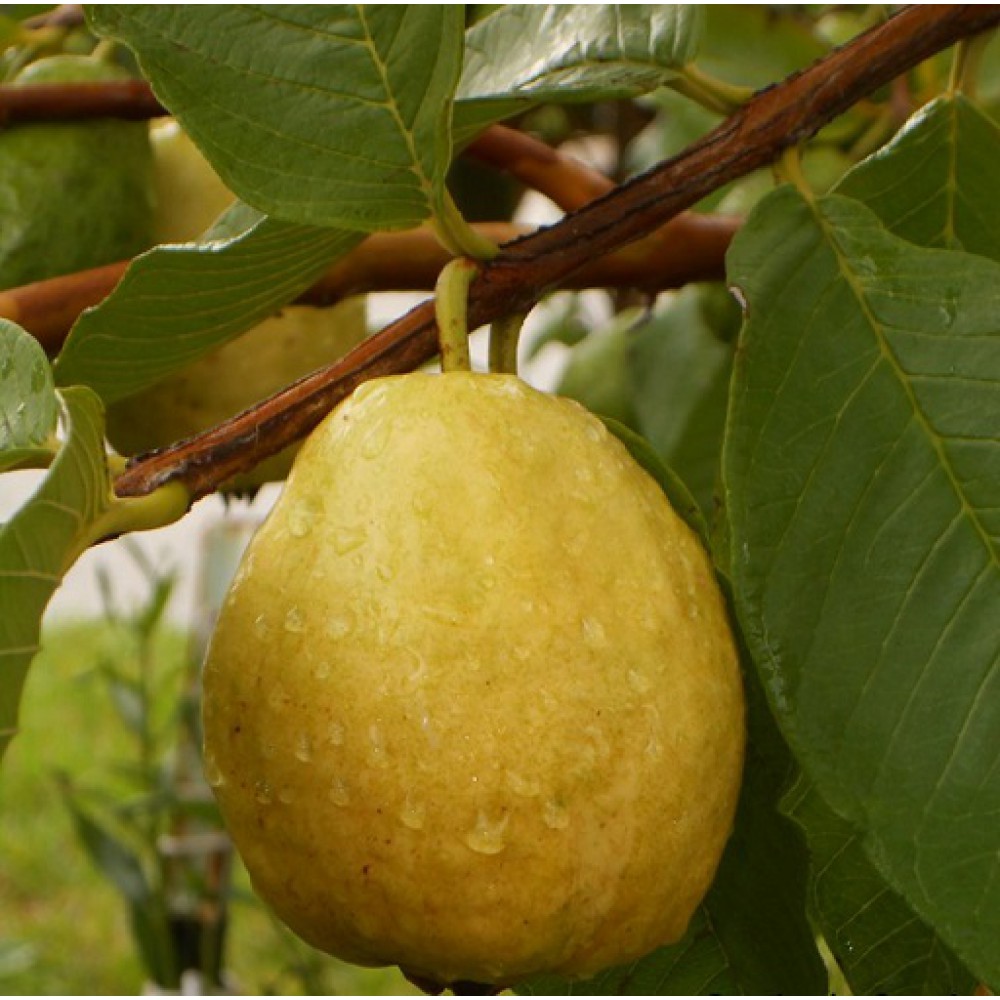 بذر گواوا زرد گلابی بذر گواوا زرد گلابی