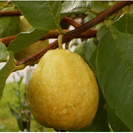 بذر گواوا زرد گلابی بذر گواوا زرد گلابی