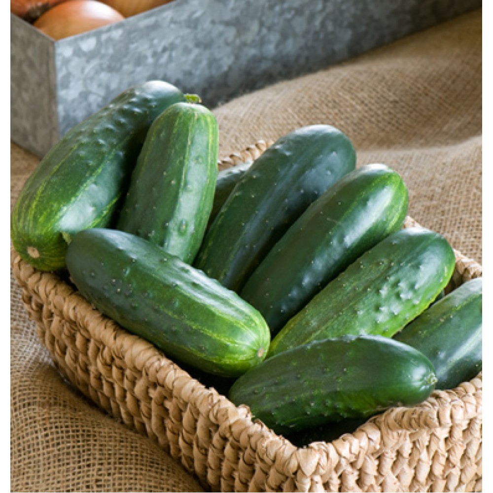 بذر خیار کلاسیک جکسون F1 بذر خیار کلاسیک جکسون F1