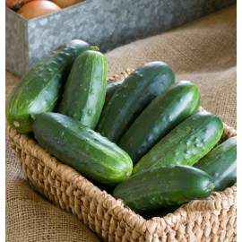 بذر خیار کلاسیک جکسون F1