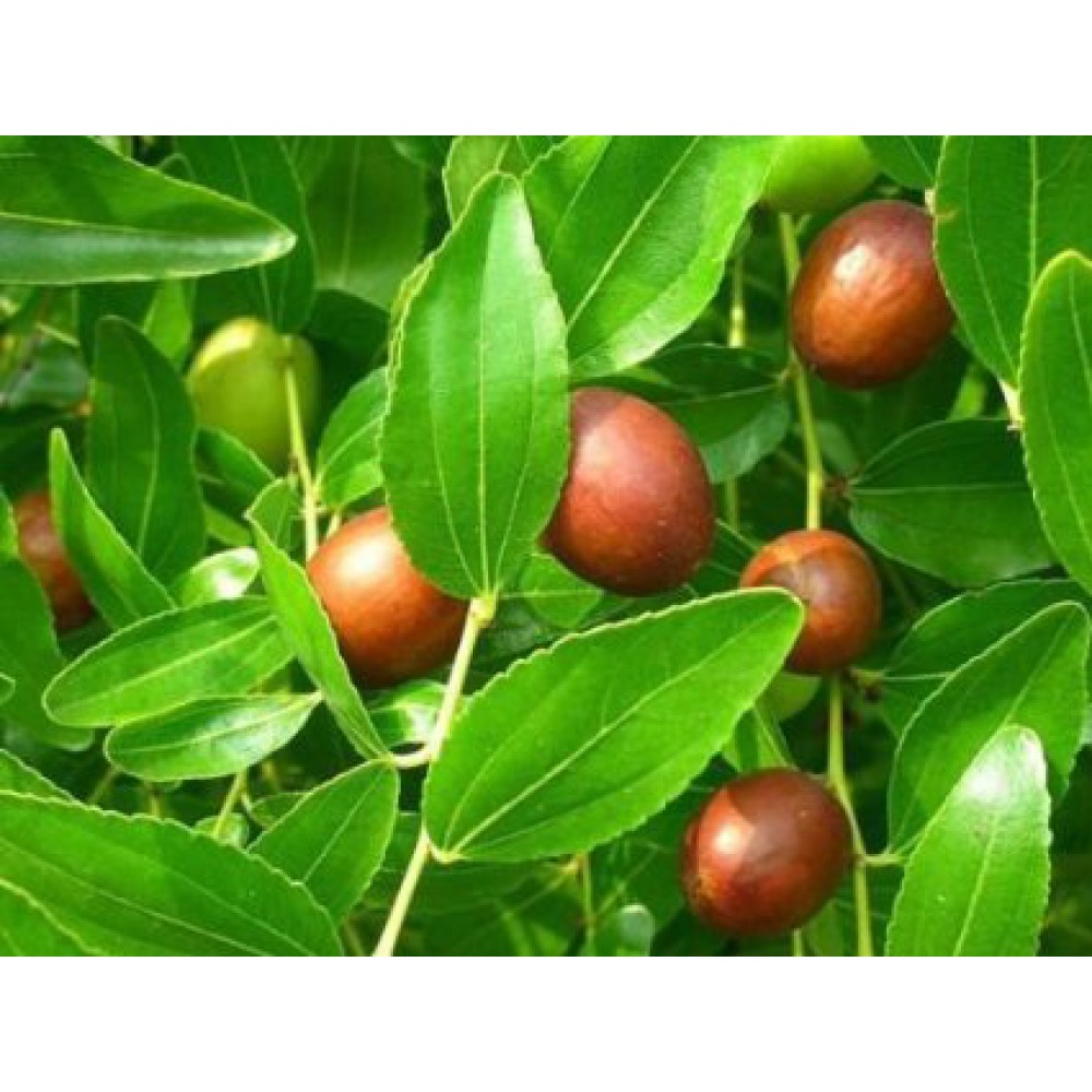 بذر درخت عناب هندی