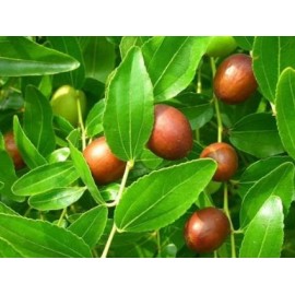 بذر درخت عناب هندی