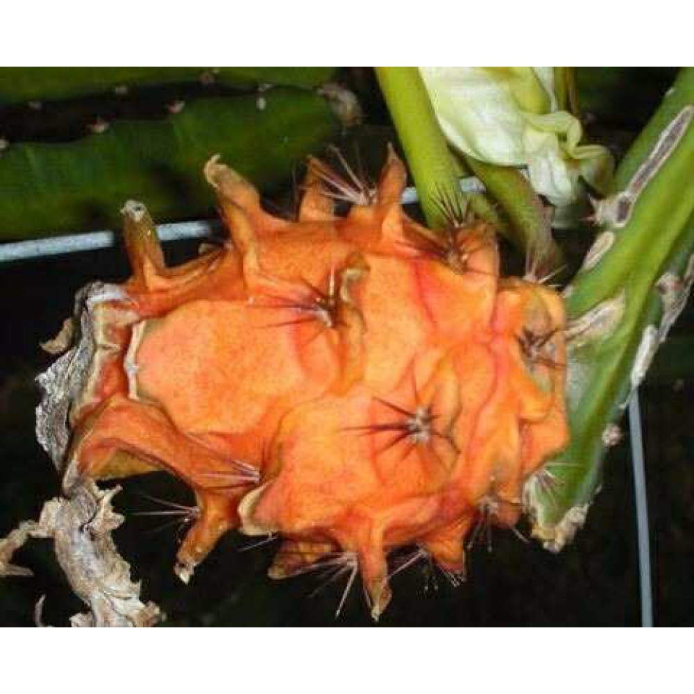 بذر میوه اژدها نارنجی بذر میوه اژدها نارنجی