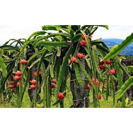 بذر میوه اژدها سفید بذر میوه اژدها سفید