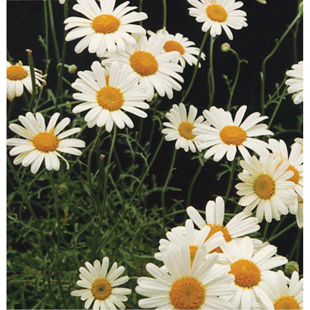 بذر گل پیرتروم  یا گل حشره کش بذر گل پیرتروم  یا گل حشره کش