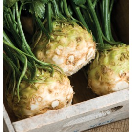 بذر سلریاک مریخ ارگانیک