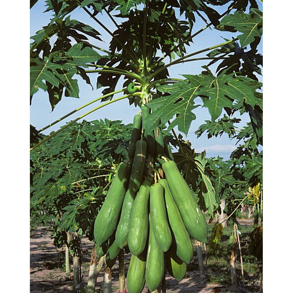 بذر پاپایا دراز بذر پاپایا دراز