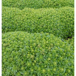 بذر ریحان بوته ای تند بذر ریحان بوته ای تند