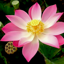 بذر گل لاله مردابی