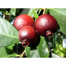 بذر گواوا قرمز یا گواوا توت فرنگی