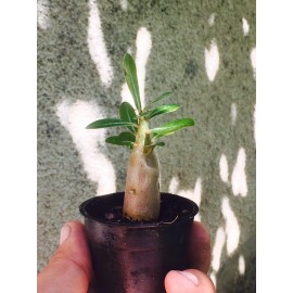 نهال آدنیوم arabicum