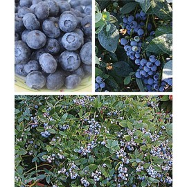 نهال بلوبری جنوبی میکس