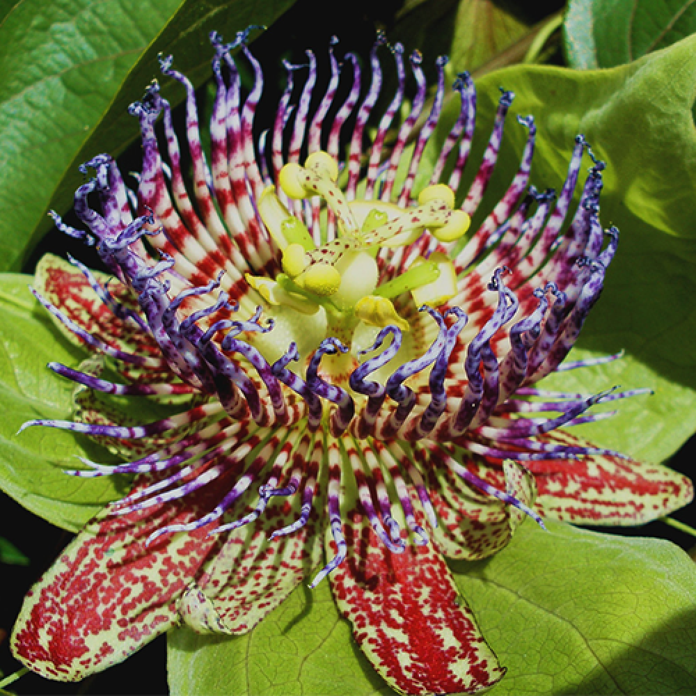 بذر پشن فروت کالاباش بذر پشن فروت کالاباش