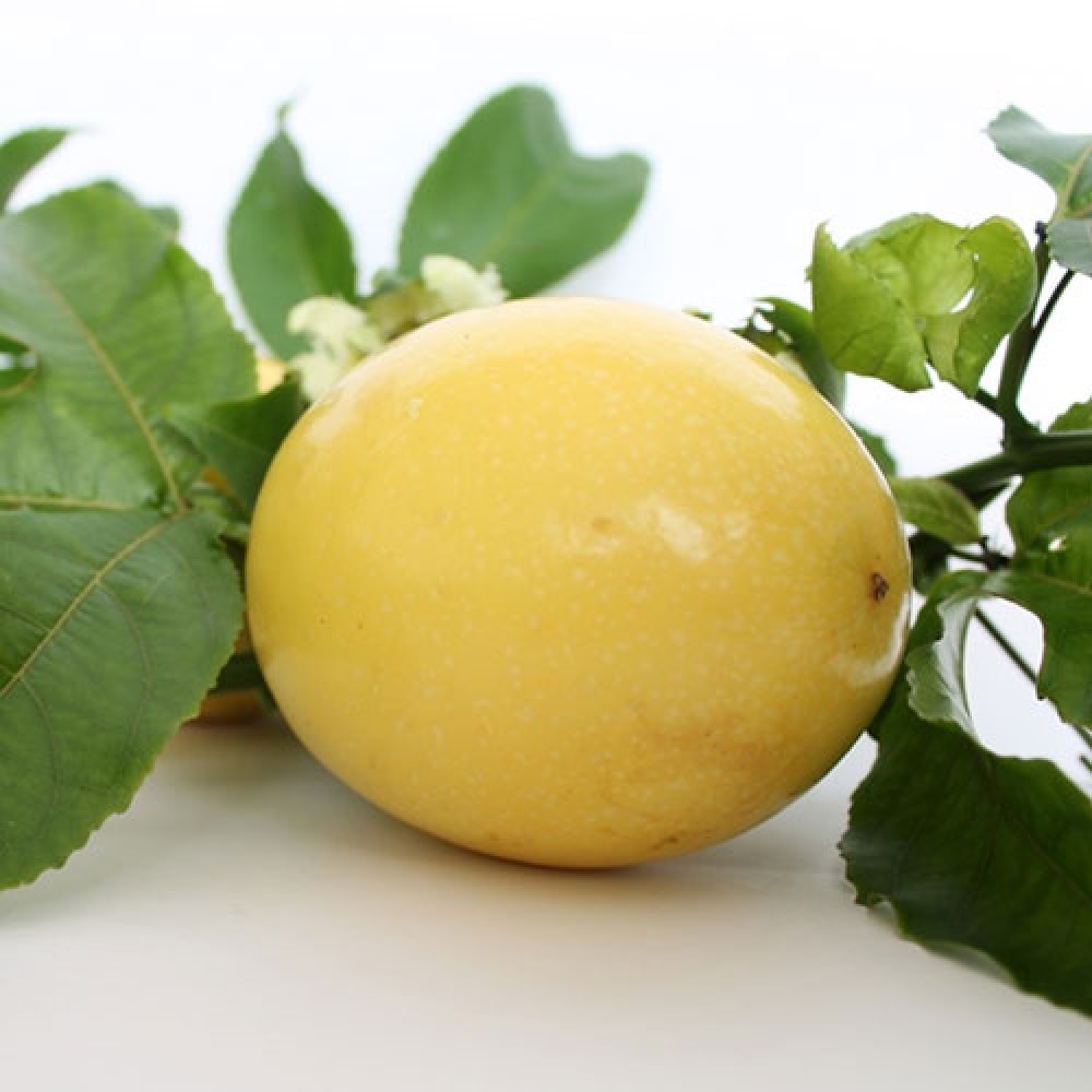 بذر پشن فروت زرد فلاویکارپا بذر پشن فروت زرد فلاویکارپا