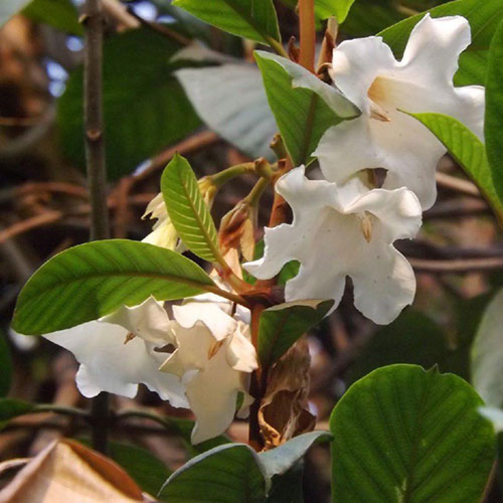 بذر گل لیلی ایستر بذر گل لیلی ایستر