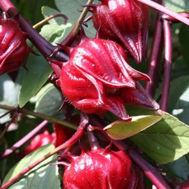 بذر چای ترش