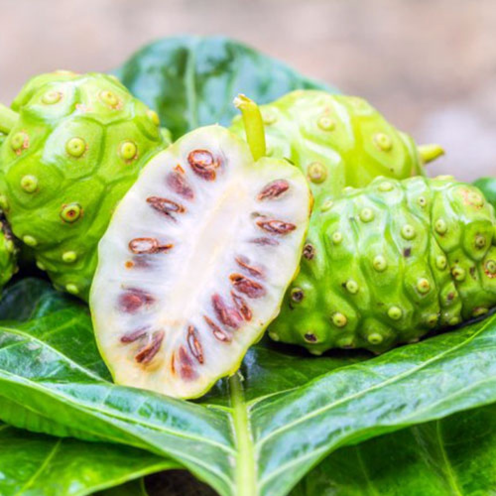 بذر توت هندی بذر توت هندی